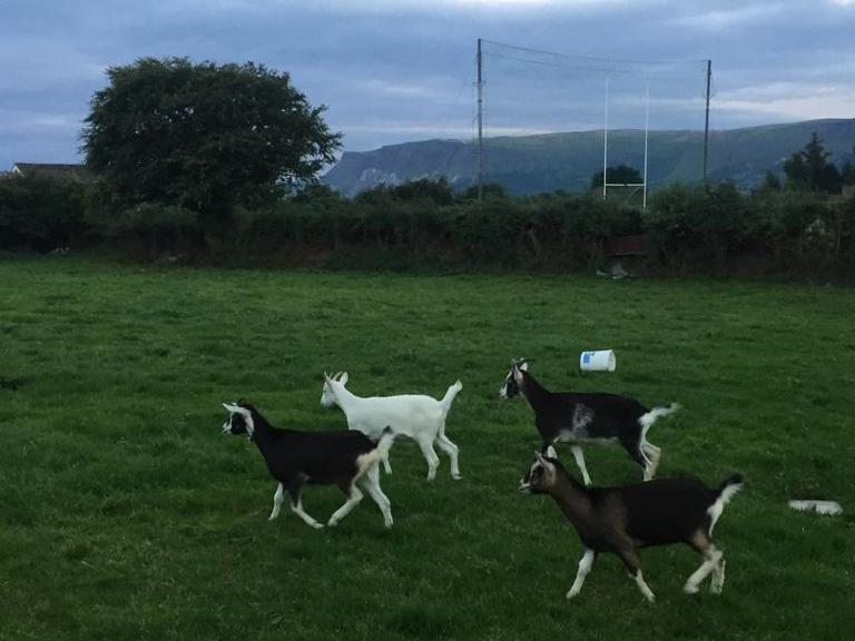 Glendale Bed And Breakfast, Cushendall Εξωτερικό φωτογραφία